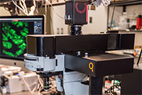 多光子（マルチフォトン）ビデオレート顕微鏡 VMS