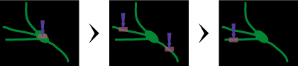 オプトジェネティクス/Optogenetics